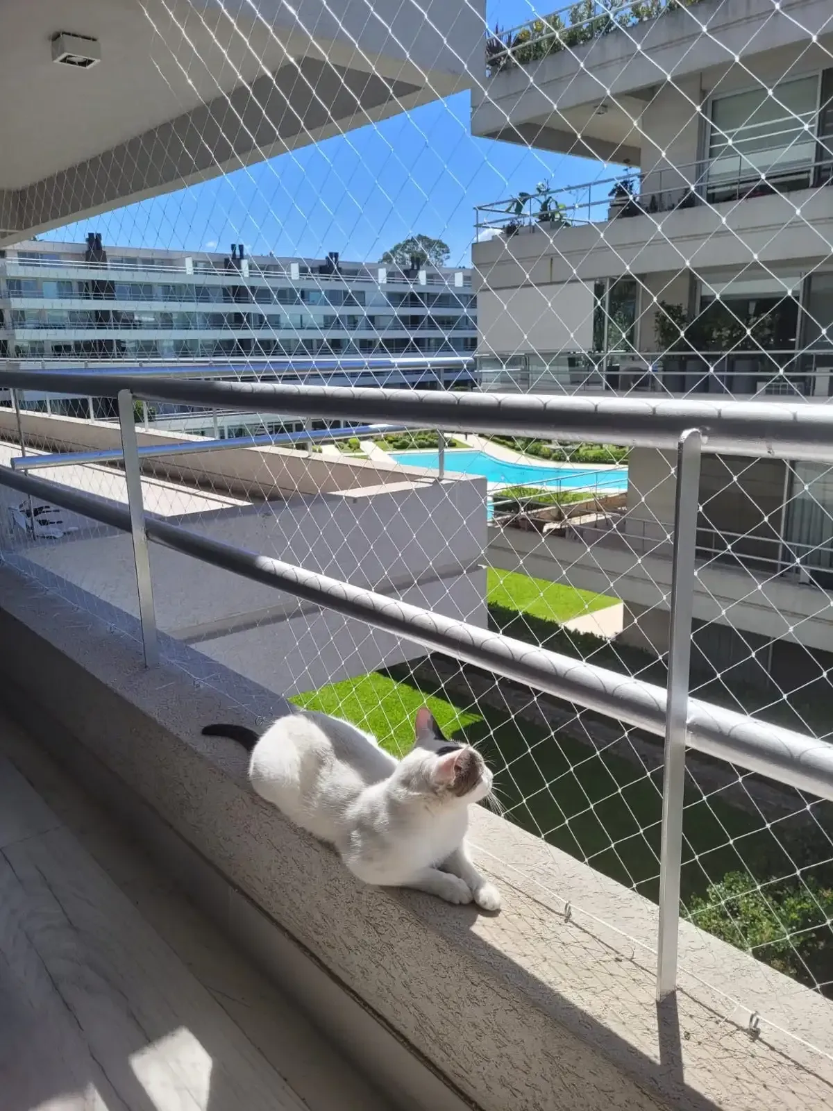 Redes para gatos