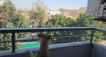 Redes para perros y mascotas en CABA: trabajo realizado 1