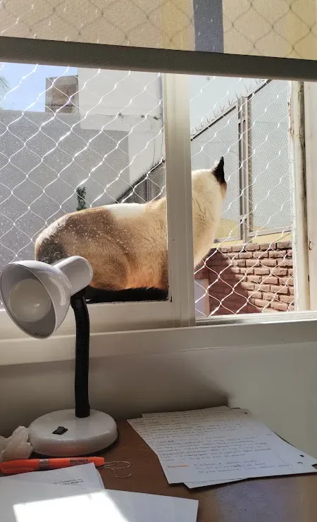 Redes de ventana para gatos en CABA: trabajo realizado 1