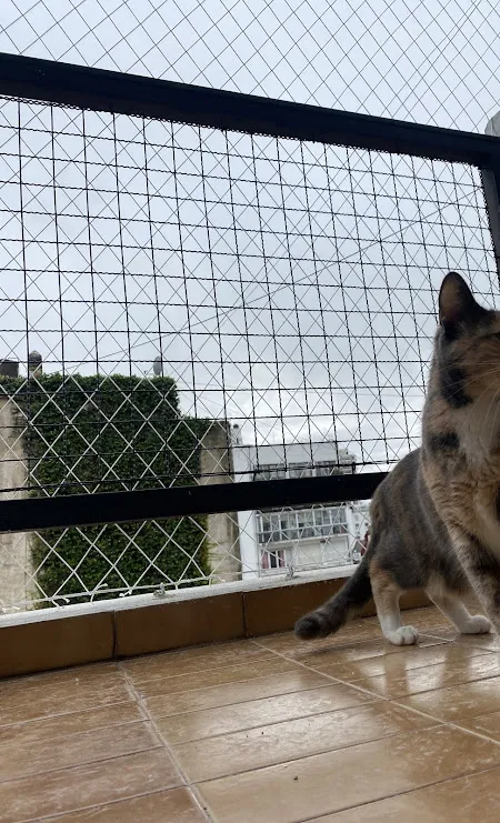 Redes para gatos en CABA: trabajo realizado 1