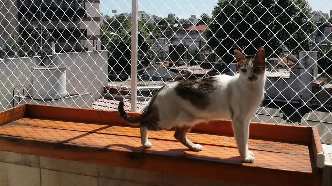 Redes para gatos en CABA: trabajo realizado 2