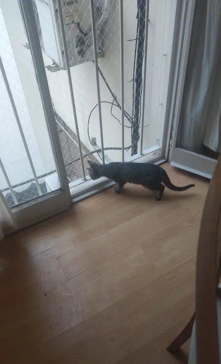 Redes para gatos en CABA: trabajo realizado 3