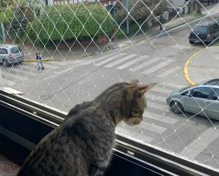 Redes para gatos en CABA: trabajo realizado 6