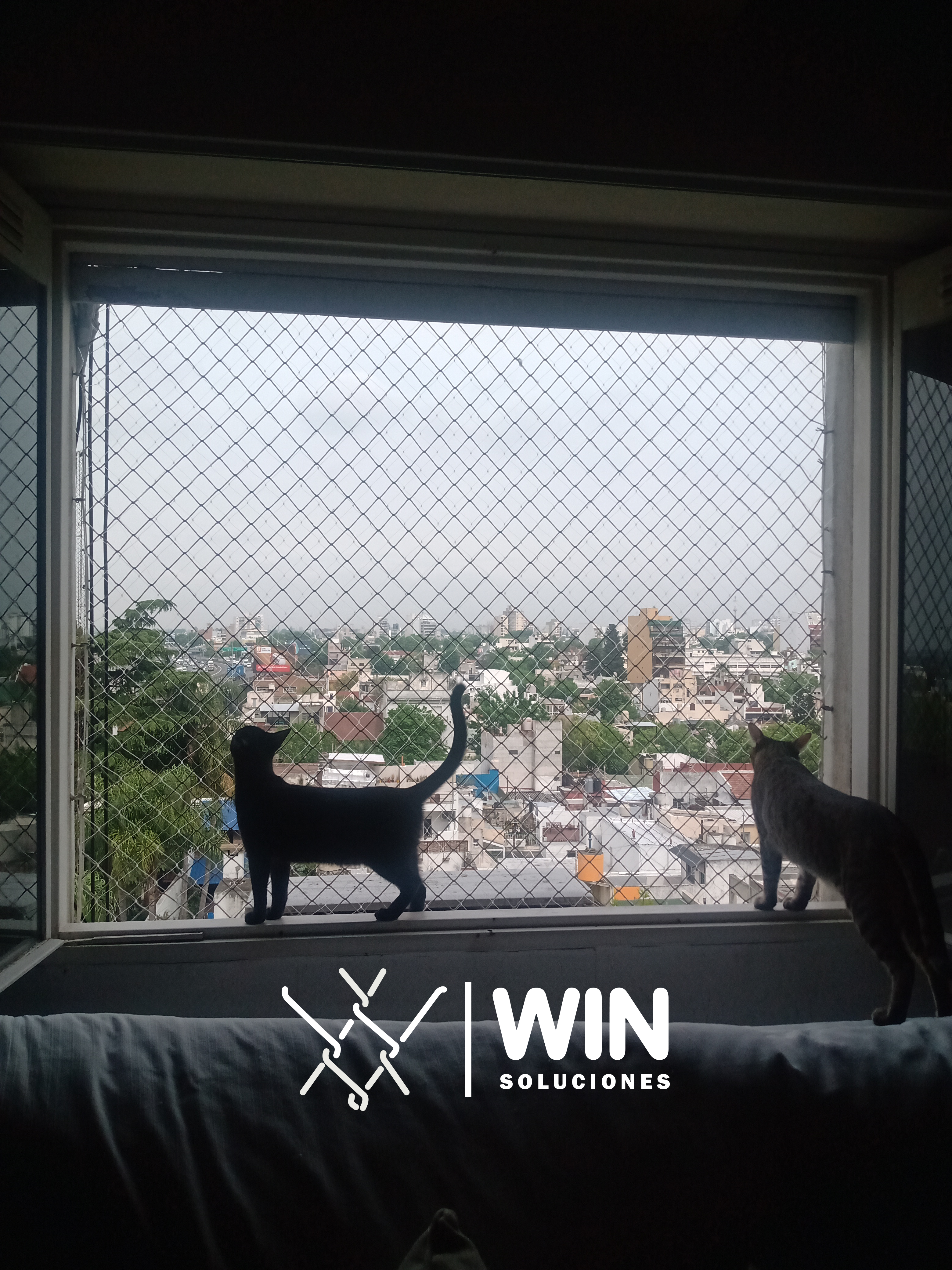 Gatos, ventanas y balcones (soluciones) - Protegelos